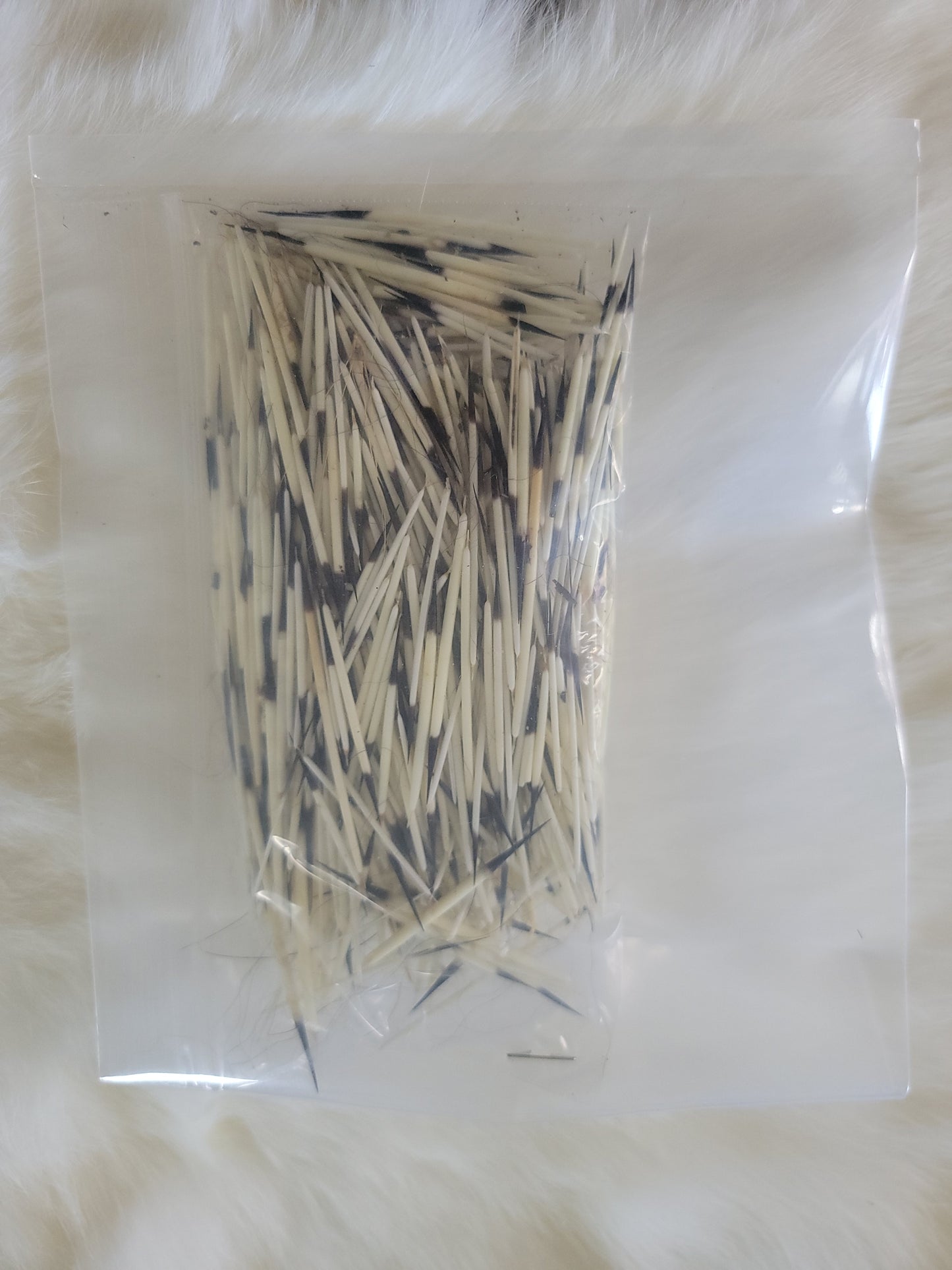 Porcupine Quills - Natural