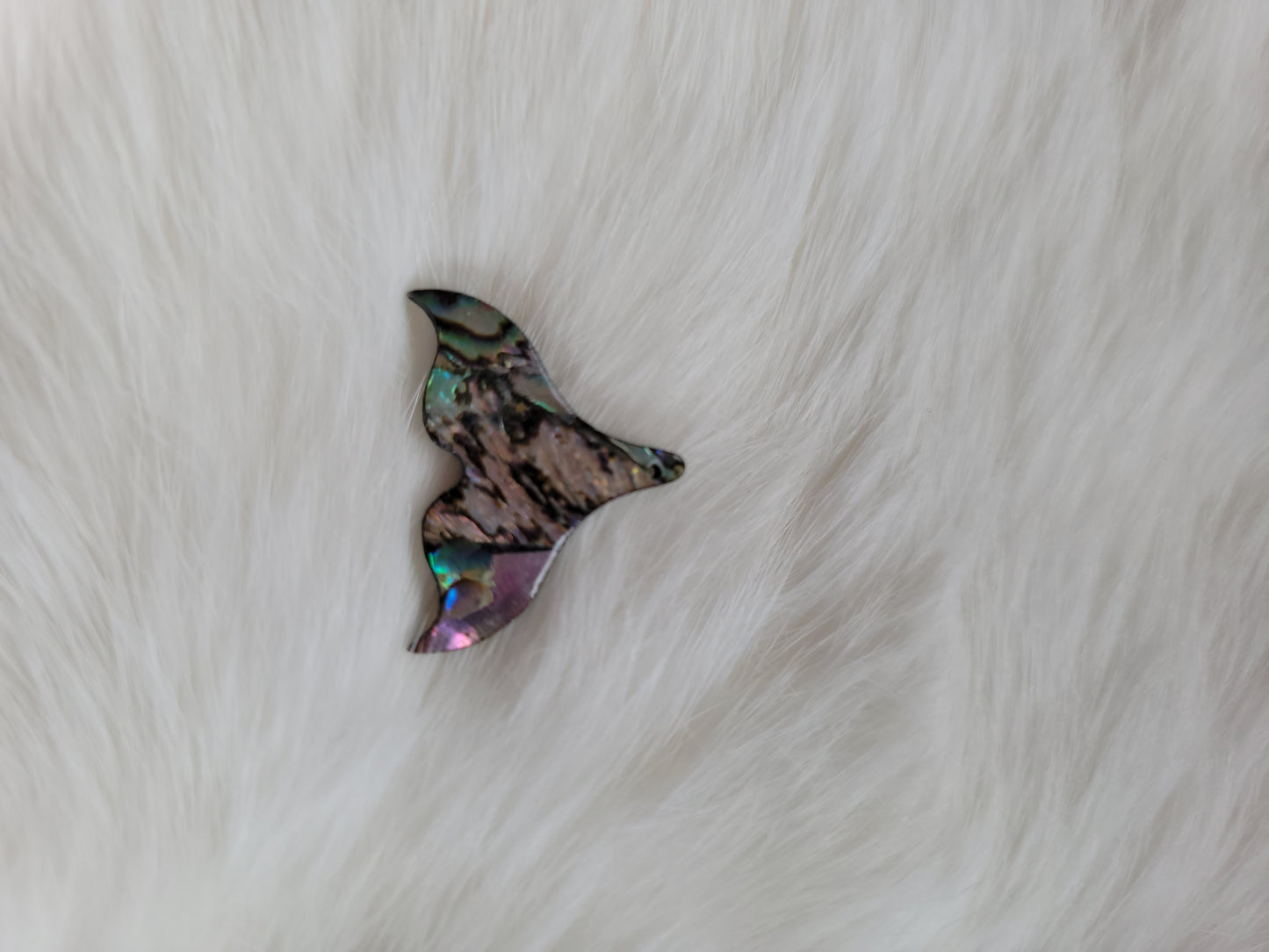 Whale Tale Abalone
