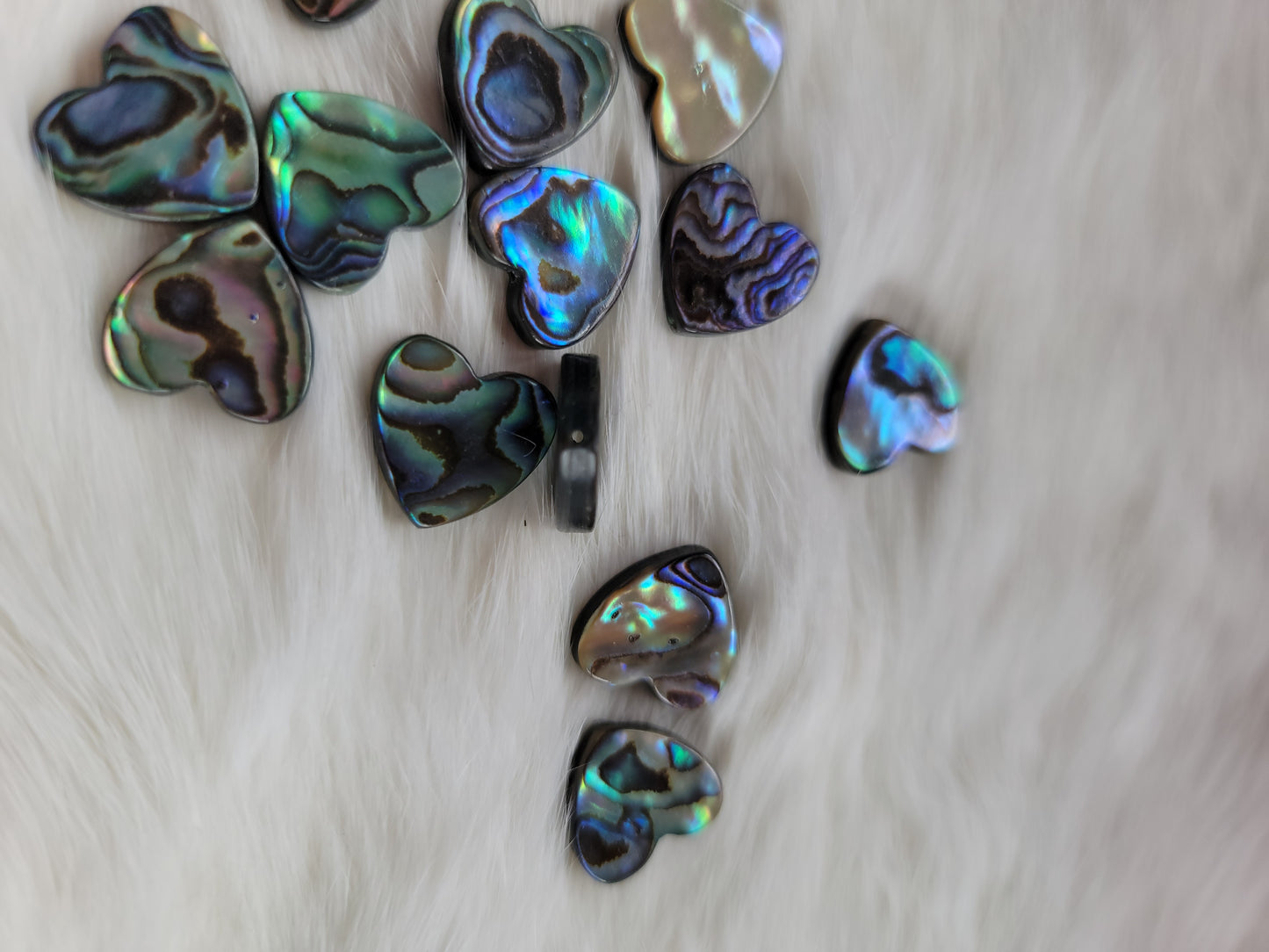 Small heart abalone